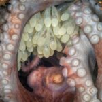 My Octopus Mother by Kat Zhou