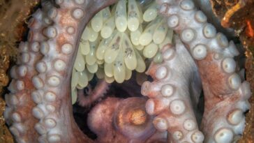 My Octopus Mother by Kat Zhou