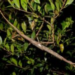 L'insecte de bâton neuf à science est le plus lourd jamais trouvé en Australie