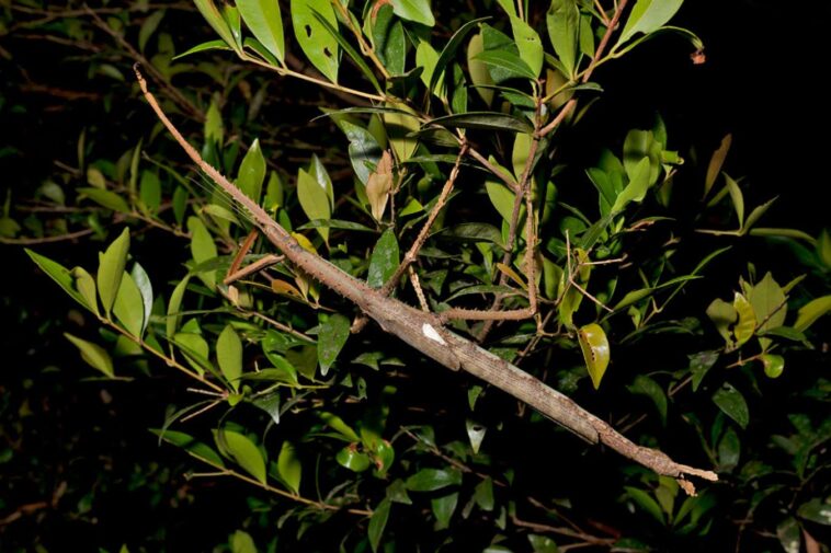 L'insecte de bâton neuf à science est le plus lourd jamais trouvé en Australie