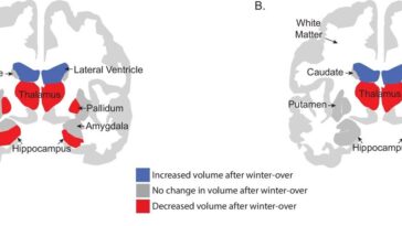 L'isolement antarctique provoque une perte de matière grise temporaire avec des changements thalamiques persistants
