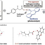 La méthode de transfert d'atomes d'hydrogène transforme sélectivement les acides carboxyliques à l'aide d'un photocatalyste bon marché