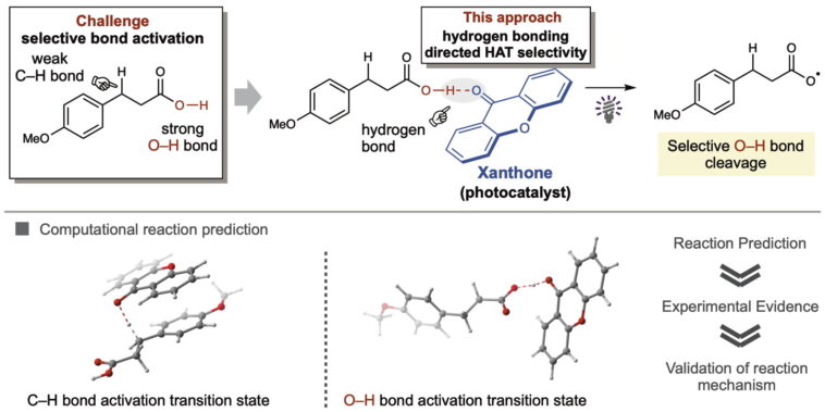 La méthode de transfert d'atomes d'hydrogène transforme sélectivement les acides carboxyliques à l'aide d'un photocatalyste bon marché