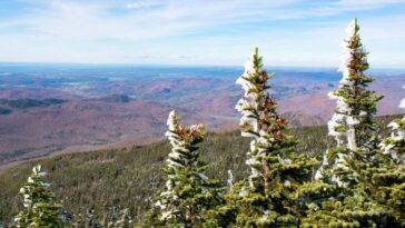 La neige disparue des forêts est également une mauvaise nouvelle pour le stockage du carbone