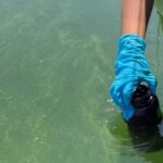 La percée pourrait transformer la façon dont la Californie surveille les fleurs d'algues toxiques