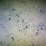 La recherche de véhicule autonome dans la tranchée de Mariana aide à faire progresser la compréhension des eaux profondes et de ses minéraux critiques La recherche de véhicule autonome dans la tranchée de Mariana aide à faire progresser la compréhension des eaux profondes et de ses minéraux critiques