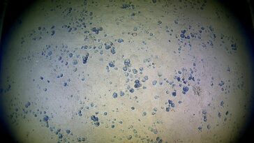 La recherche de véhicule autonome dans la tranchée de Mariana aide à faire progresser la compréhension des eaux profondes et de ses minéraux critiques