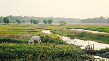 La rupture de défaut du tremblement de terre du Myanmar a dépassé les vitesses des vagues sismiques, offrant des preuves rares de supershear