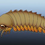 Le cerveau fossilisé de l'animal ancien invite à repenser l'évolution de l'araignée