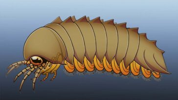 Le cerveau fossilisé de l'animal ancien invite à repenser l'évolution de l'araignée