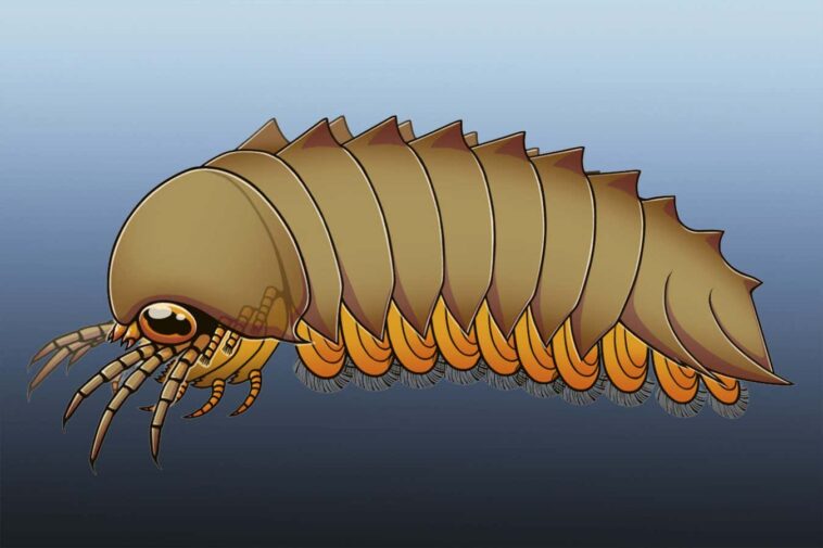 Le cerveau fossilisé de l'animal ancien invite à repenser l'évolution de l'araignée