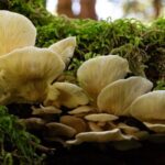 Le changement climatique peut pousser la saison des allergies fongiques plus tôt