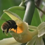 Le changement climatique pourrait séparer les plantes à la vanille et leurs pollinisateurs
