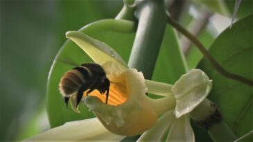 Le changement climatique pourrait séparer les plantes à la vanille et leurs pollinisateurs
