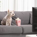 Le goût d'un chien pour la télévision peut dépendre de son tempérament