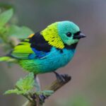 Le secret de ce qui fait que les couleurs apparaissent sur les oiseaux de chanteurs éblouissants