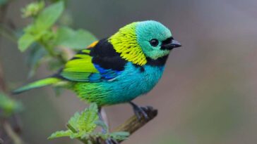 Le secret de ce qui fait que les couleurs apparaissent sur les oiseaux de chanteurs éblouissants