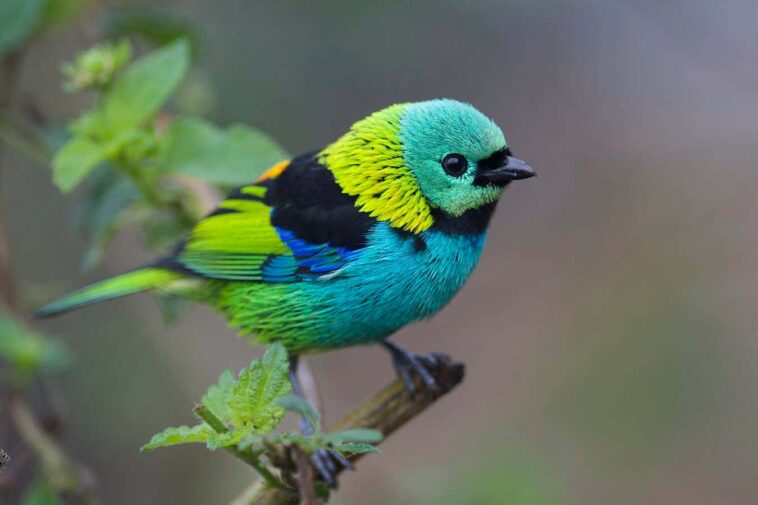 Le secret de ce qui fait que les couleurs apparaissent sur les oiseaux de chanteurs éblouissants