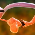 Le syndrome des ovaires polykystiques peut être transmis via des étiquettes chimiques sur l'ADN