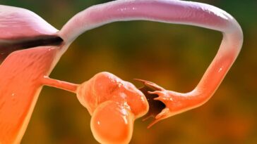 Le syndrome des ovaires polykystiques peut être transmis via des étiquettes chimiques sur l'ADN