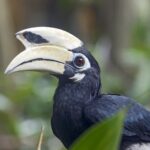 Les animaux stimulent l'absorption du carbone des forêts tropicales en aidant la dispersion des graines