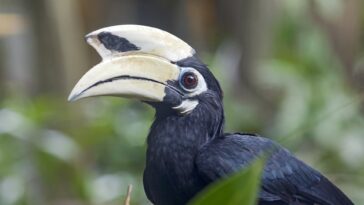 Les animaux stimulent l'absorption du carbone des forêts tropicales en aidant la dispersion des graines