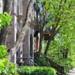 Les arbres dans les rues de la ville font face à la sécheresse en buvant des tuyaux qui fuient
