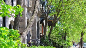 Les arbres dans les rues de la ville font face à la sécheresse en buvant des tuyaux qui fuient