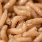 Les asticots étaient peut-être dans le menu de Neandertal