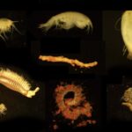Les bassins de saumure volcaniques sous-marins pourraient abriter des formes de vie extrêmes