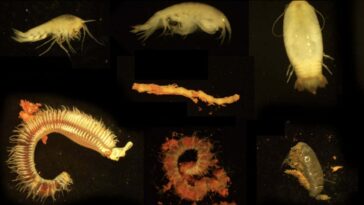 Les bassins de saumure volcaniques sous-marins pourraient abriter des formes de vie extrêmes