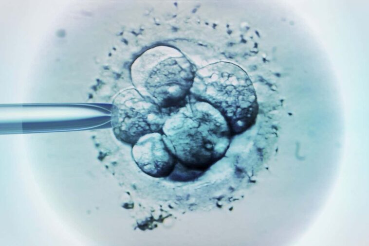 Les bébés fabriqués à l'aide de l'ADN de trois personnes sont exempts de maladies héréditaires