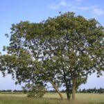 Les cendres évoluent rapidement une certaine résistance à la maladie des cendres