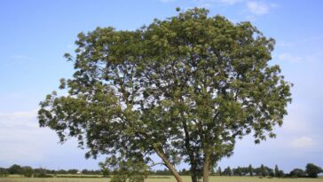 Les cendres évoluent rapidement une certaine résistance à la maladie des cendres