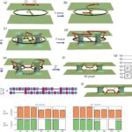 Les chercheurs démontrent des portes quantiques résistantes aux erreurs utilisant des liais exotiques pour le calcul Les chercheurs démontrent des portes quantiques résistantes aux erreurs utilisant des liais exotiques pour le calcul