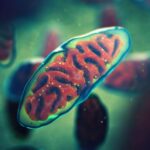 Les enfants conçus en utilisant des mitochondries d'un donateur se portent maintenant bien