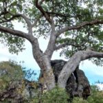 Les figues convertissent le co₂ atmosphérique en pierre, la recherche révèle