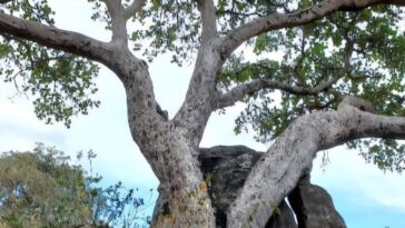 Les figues convertissent le co₂ atmosphérique en pierre, la recherche révèle