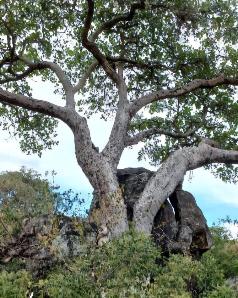 Les figues convertissent le co₂ atmosphérique en pierre, la recherche révèle