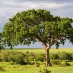 Les figues peuvent bénéficier au climat en transformant le dioxyde de carbone en pierre