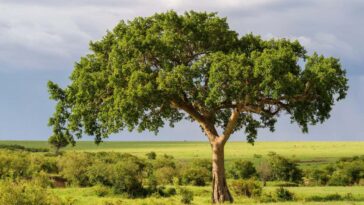 Les figues peuvent bénéficier au climat en transformant le dioxyde de carbone en pierre