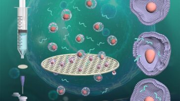 Les filtres en acier inoxydable créent des nanopores temporaires pour une livraison efficace de médicament dans les cellules