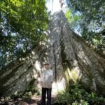 Les forêts amazoniennes brûlées restent chaudes et stressées pendant des décennies, trouve une nouvelle étude