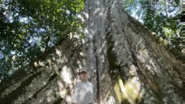 Les forêts amazoniennes brûlées restent chaudes et stressées pendant des décennies, trouve une nouvelle étude