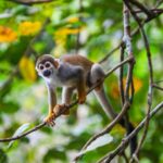 Les forêts avec des populations animales robustes stockent quatre fois plus de carbone