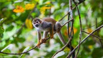 Les forêts avec des populations animales robustes stockent quatre fois plus de carbone