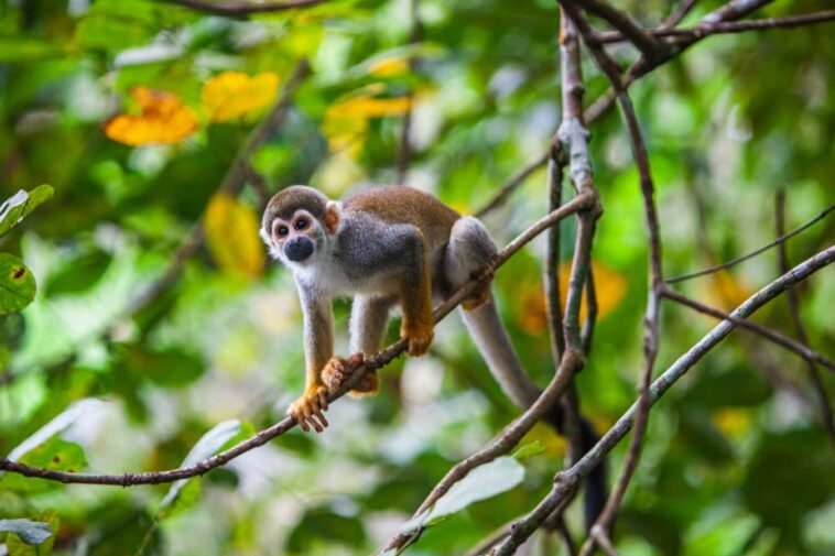 Les forêts avec des populations animales robustes stockent quatre fois plus de carbone