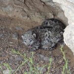 Two of five snow leopard cubs recently photographed in Mongolia