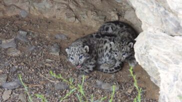 Two of five snow leopard cubs recently photographed in Mongolia