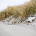 Les insectes affamés et les bioplastiques disparaiss